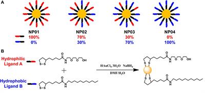 Regulating Protein Corona Formation and Dynamic Protein Exchange by Controlling Nanoparticle Hydrophobicity